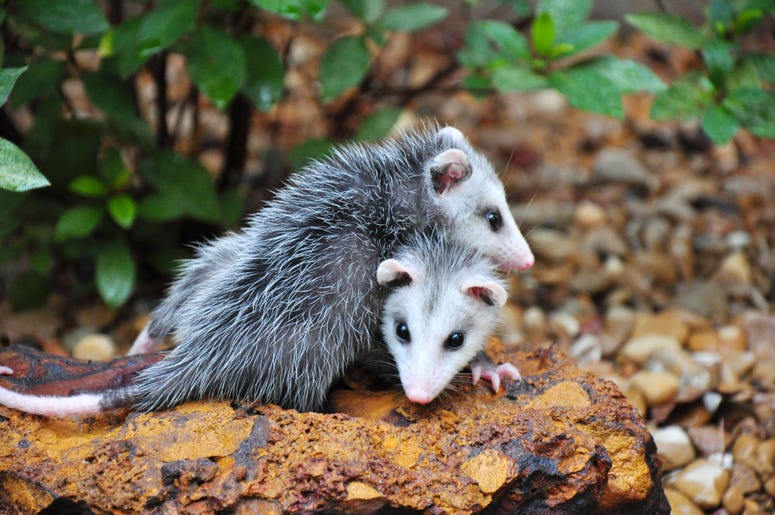 Cute Possum 6