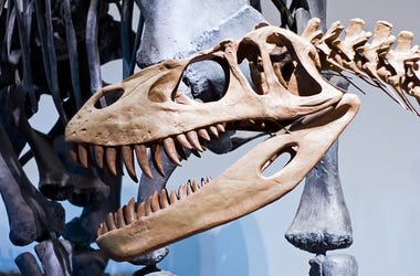 dino bones