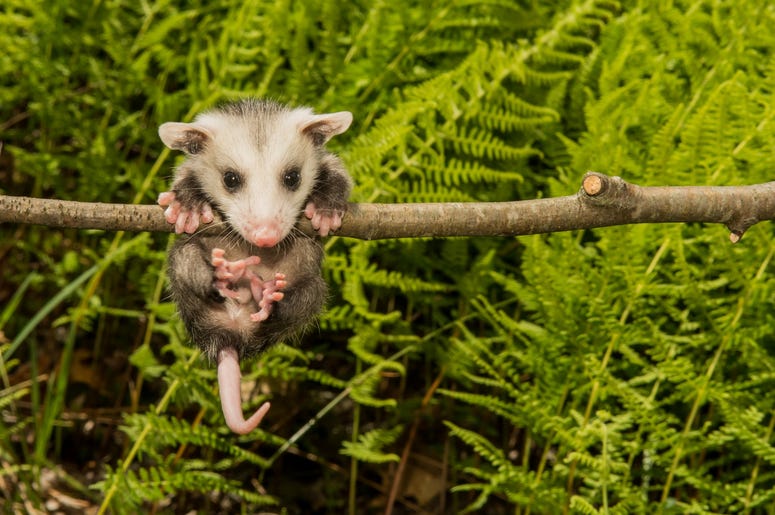Cute Possum 9