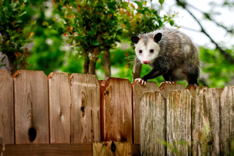 Cute Possum 13