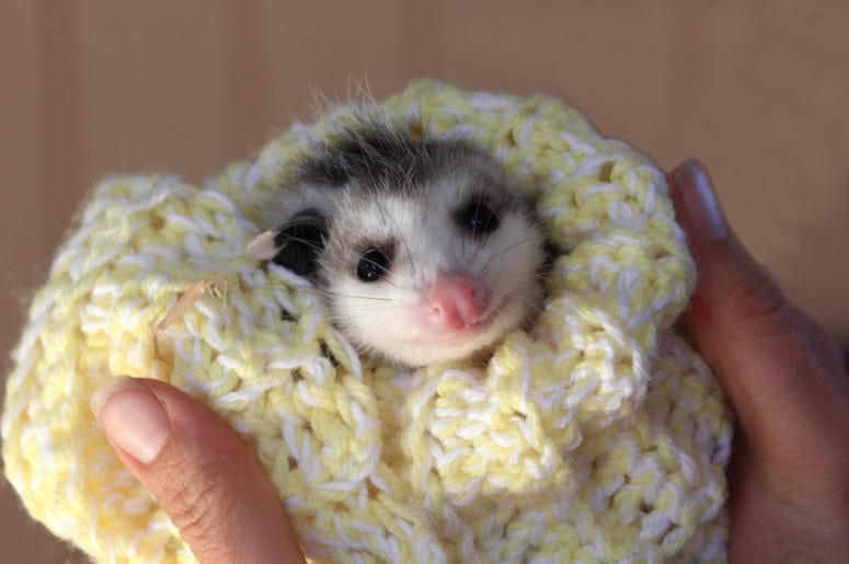 Cute Possum 7