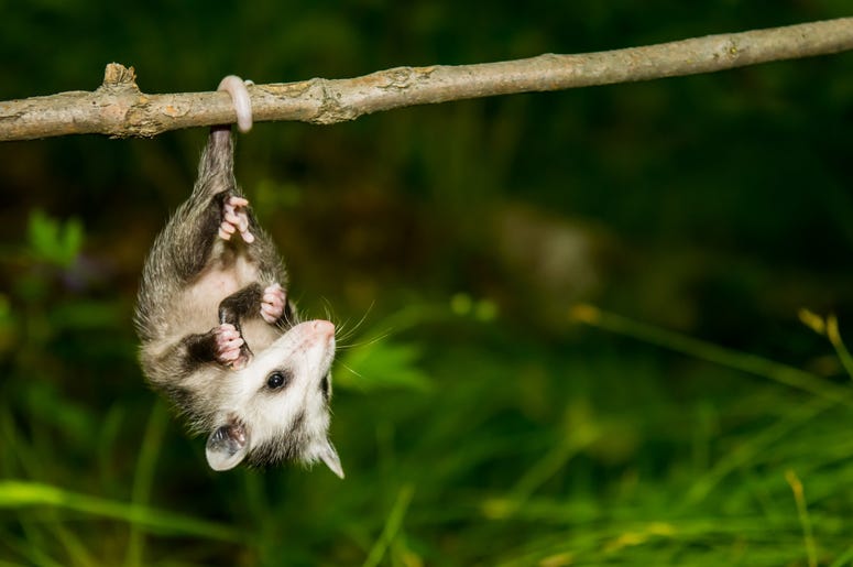 Cute Possum 10