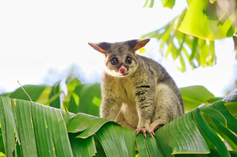 Cute Possum 5