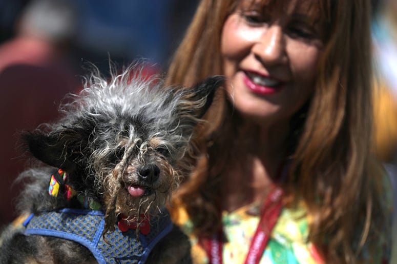 Scamp the Tramp, the world's ugliest dog