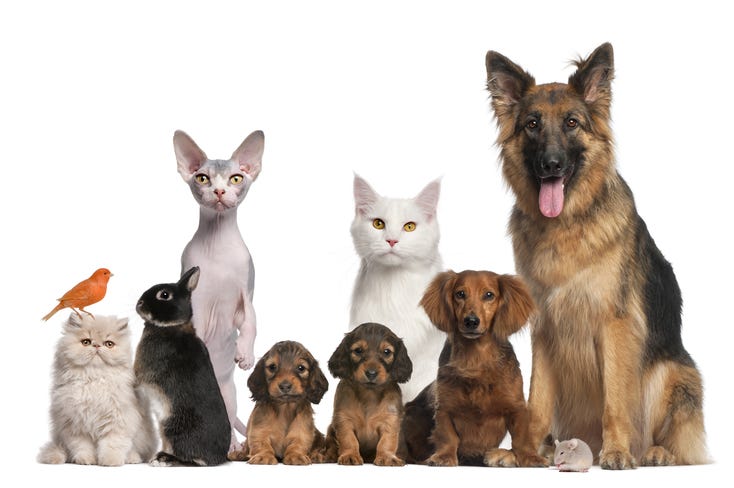 pets