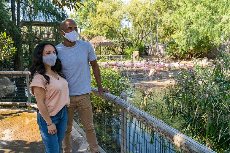 san diego zoo safari park masks