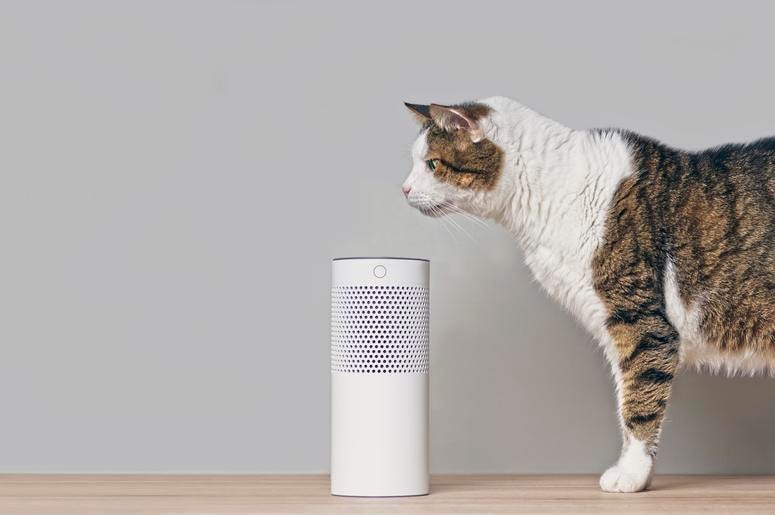 Alexa Cat