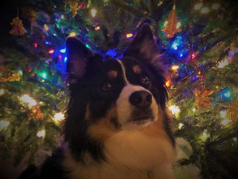 Koda pines away for a Pine Bomb IPA. Feel free to include this pic in your Christmas cards next year! Koda pines away for a Pine Bomb IPA