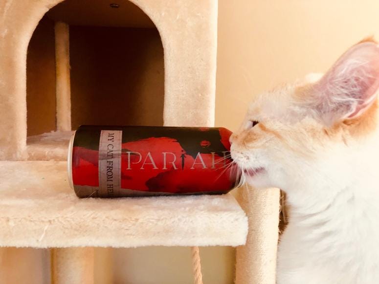 Ken's cat Little Guy might not be pure evil, but he IS quite rude...and thirsty, apparently.