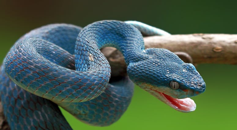 Snakes