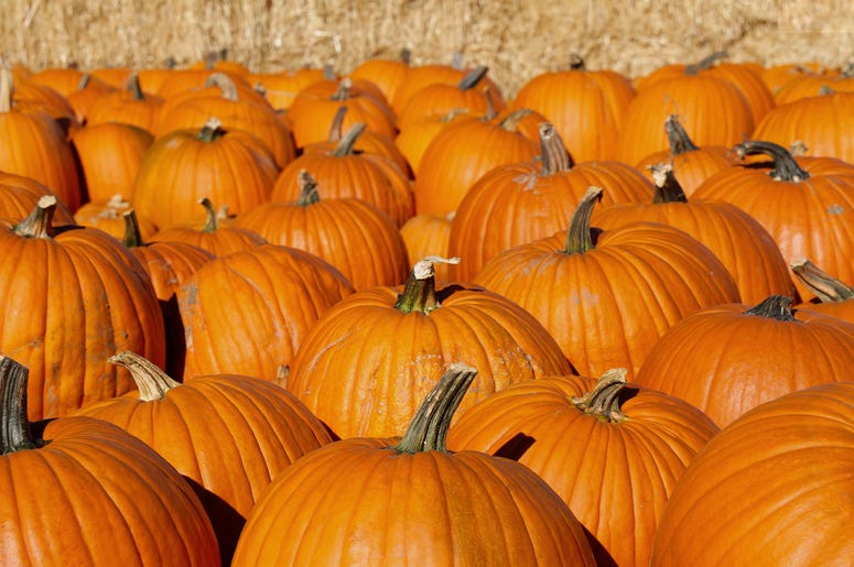 Pumpkin