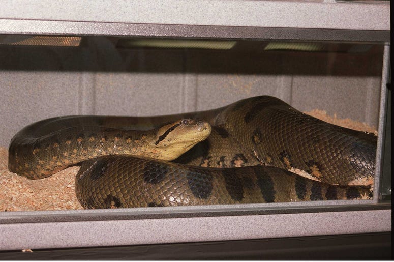 Anaconda