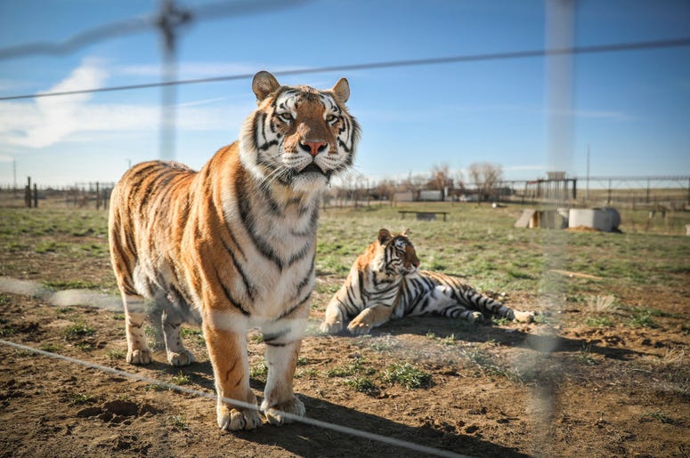 Tiger
