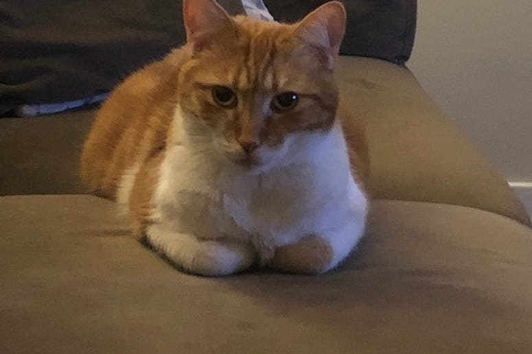 Cat Time