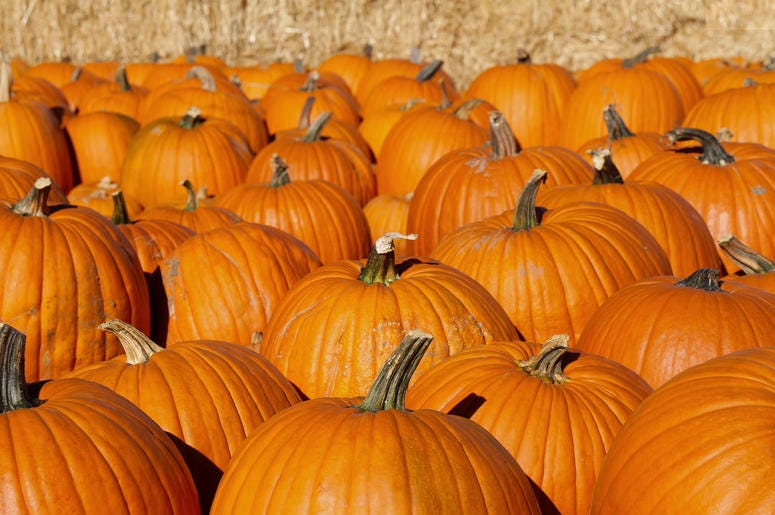 Pumpkin