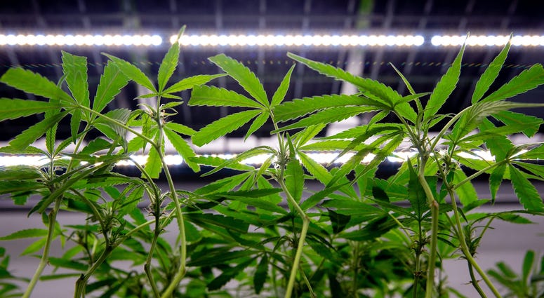 Weed Weed