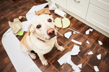 Naughty Dog