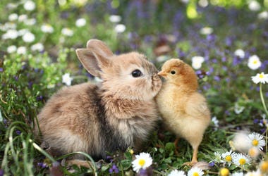 Bunny and bird