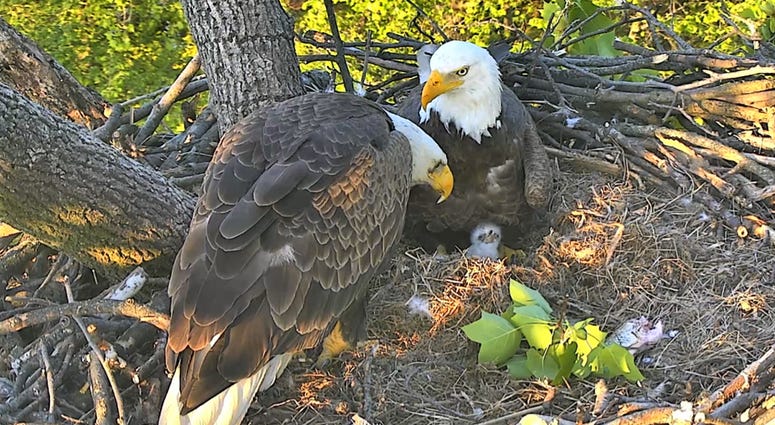 Bald Eagle Family Bald Eagle Family Copyright 2018 American Eagle Foundation