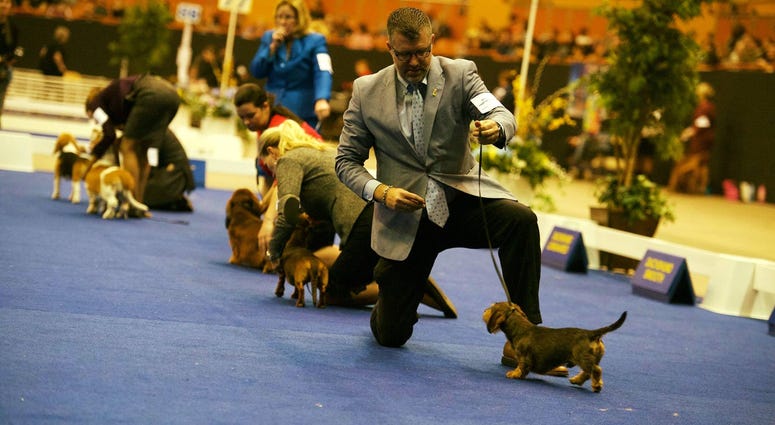 Golden Gate Kennel Club dog show photo from Jan. 27, 2019. Golden Gate Kennel Club dog show photo from Jan. 27, 2019.