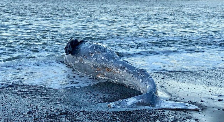 Two gray whales were recently stranded in the San Francisco Bay, according to the Marine Mammal Center. Two gray whales were recently stranded in the San Francisco Bay, according to the Marine Mammal Center.