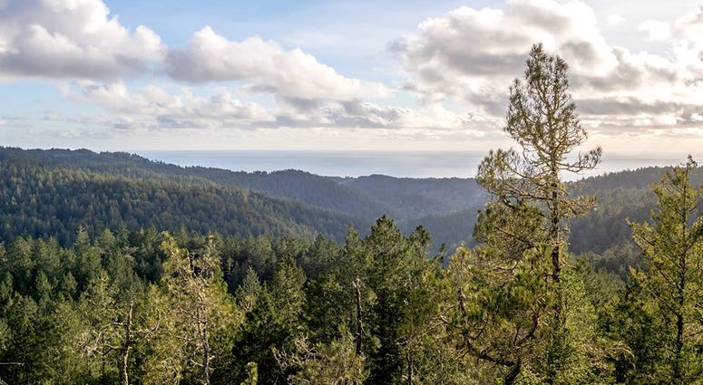 Redwood forests in the Santa Cruz mountains are protected under a deal involving the Peninsula Open Space Trust and and a logging company. Redwood forests in the Santa Cruz mountains are protected under a deal involving the Peninsula Open Space Trust and and a logging company.