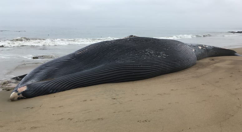 A blue whale that washed ashore in the Point Reyes National Seashore was probably killed after colliding with a ship, Marine Mammal Center officials said. A blue whale that washed ashore in the Point Reyes National Seashore was probably killed after colliding with a ship, Marine Mammal Center officials said.