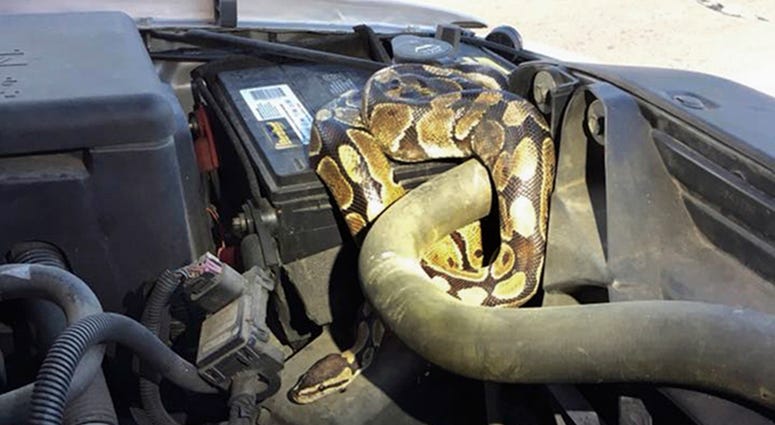 AP18236576859077 This Wednesday, Aug. 22, 2018, photo provided by the Omro Police Department in Omro, Wis., shows a 4-foot-long Ball python that was discovered wrapped around a car engine. It took hours to unwind and coax the snake from the engine compartment. Police say