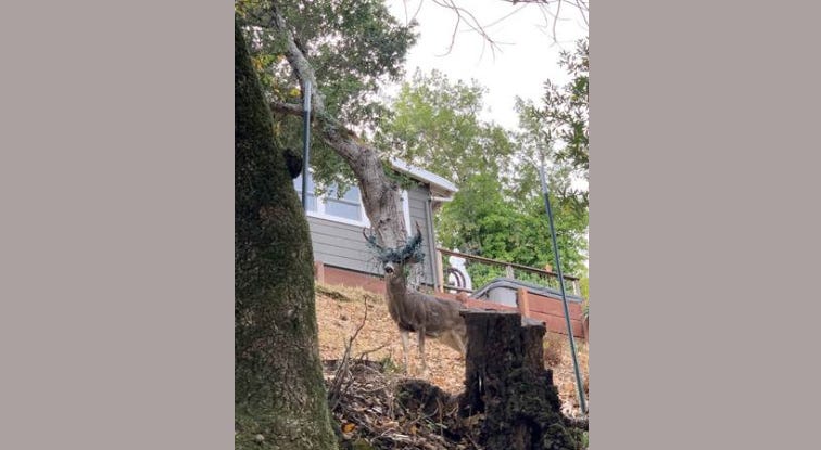 A buck in San Anselmo became entangled in Christmas lights, the Marin Humane Animal Services said on Dec. 2, 2019. A buck in San Anselmo became entangled in Christmas lights, the Marin Humane Animal Services said on Dec. 2, 2019.