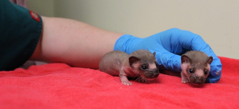 Baby Weasels Baby Weasels