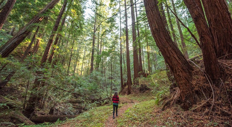 Save the Redwoods League announced it reached an agreement to buy the Cascade Creek property in the Santa Cruz mountains. Save the Redwoods League announced it reached an agreement to buy the Cascade Creek property in the Santa Cruz mountains.