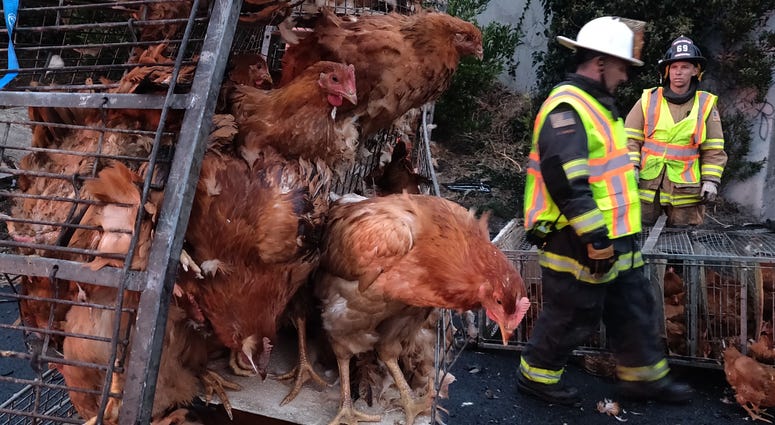 Caged chickens at San Pablo Dam Road I-80 truck wreck scene Caged chickens at San Pablo Dam Road I-80 truck wreck scene