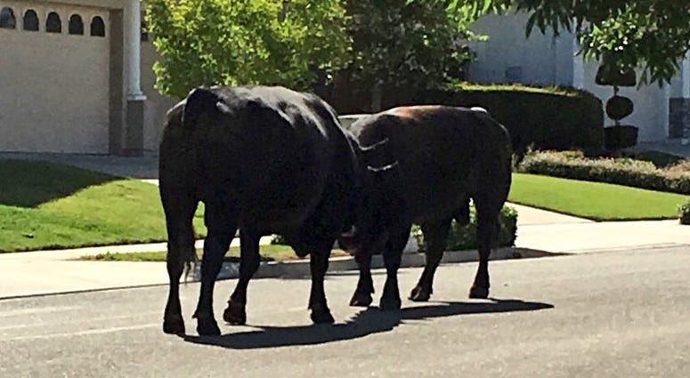 Two bulls spotted on Castro Lane in Fremont on June 5, 2018 Two bulls spotted on Castro Lane in Fremont on June 5, 2018