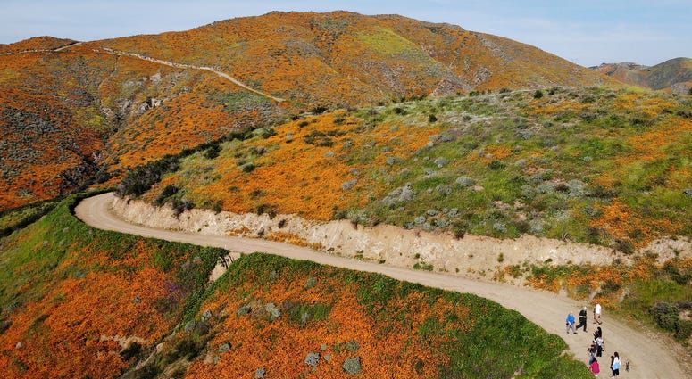 An aerial view of a ‘super bloom’ of wild poppies blanketing the hills on March 22, 2019 near Lake Elsinore. An aerial view of a ‘super bloom’ of wild poppies blanketing the hills on March 22, 2019 near Lake Elsinore.
