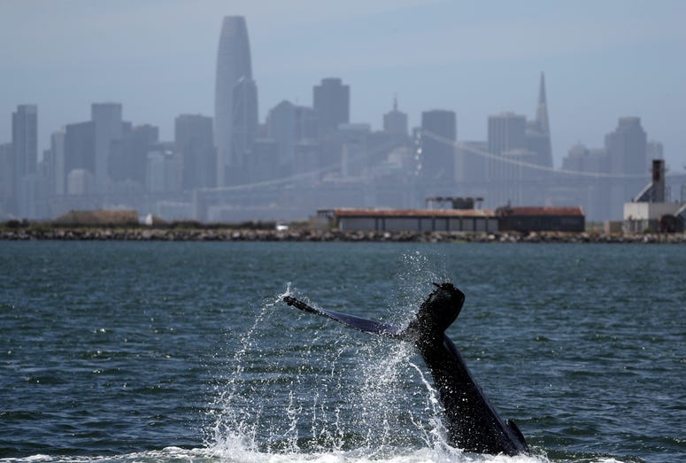 The fluke of a humpback whale is seen as the whale swims in a lagoon on June 05, 2019 in Alameda, California. The fluke of a humpback whale is seen as the whale swims in a lagoon on June 05, 2019 in Alameda, California.