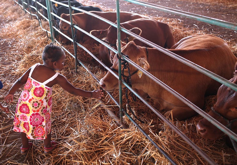 A young girl tries to pet a cow in the livestock barn at the Alameda County Fair on June 23, 2011 in Pleasanton, California. A young girl tries to pet a cow in the livestock barn at the Alameda County Fair on June 23, 2011 in Pleasanton, California.