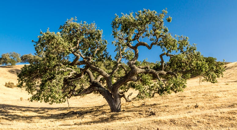 A California Live Oak tree spreads its limbs across the golden grassy hills of California A California Live Oak tree spreads its limbs across the golden grassy hills of California