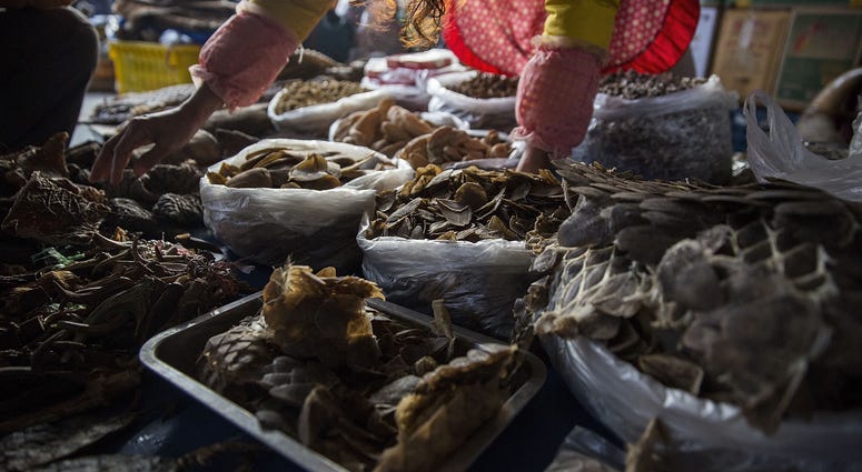 A woman displays pangolin scales on February 17, 2016 in Mong La, Myanmar. A woman displays pangolin scales on February 17, 2016 in Mong La, Myanmar.