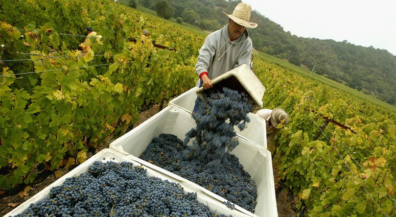 A worker empties a bin of freshly picked cabernet sauvignon wine grapes at the Stags' Leap Winery September 27, 2004 in Napa, California. A worker empties a bin of freshly picked cabernet sauvignon wine grapes at the Stags' Leap Winery September 27, 2004 in Napa, California.