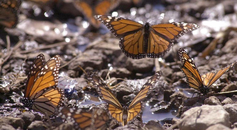 Monarch butterfly lifts off after drinking water January 29, 2001 at the butterfly sanctuary in Michoacan, Mexico. Monarch butterfly lifts off after drinking water January 29, 2001 at the butterfly sanctuary in Michoacan, Mexico.