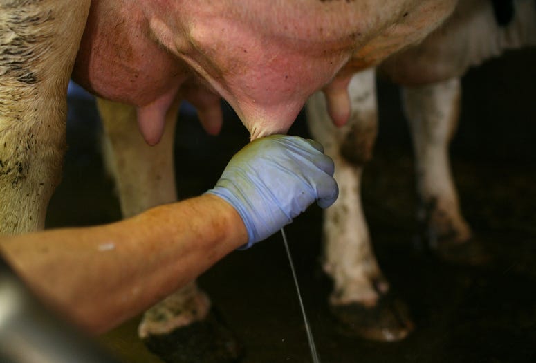 Dairyman Frank Faria produces milk from a cow before applying a suction device at the Faria Dairy Farm June 3, 2009 in Escalon, California. Dairyman Frank Faria produces milk from a cow before applying a suction device at the Faria Dairy Farm June 3, 2009 in Escalon, California.