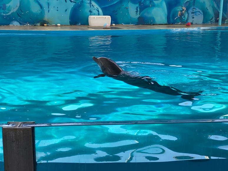 Dolphin show at Discovery Kingdom, Vallejo Dolphin show at Discovery Kingdom, Vallejo