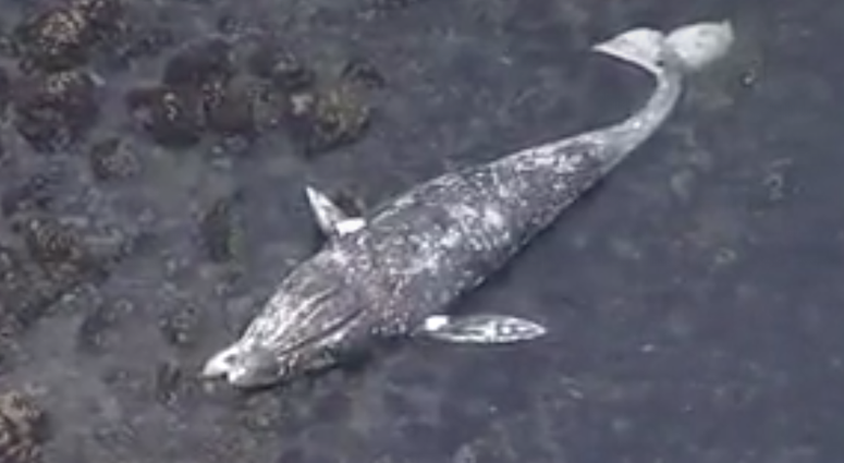 The remains of gray whale were found on a remote Pacifica beach on May 14, 2019. The remains of gray whale were found on a remote Pacifica beach on May 14, 2019.