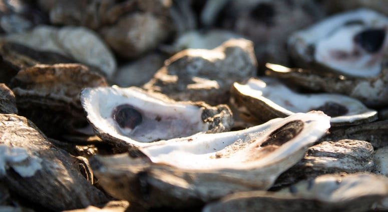 Oyster Shells