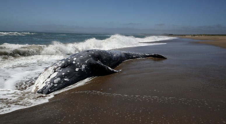 A dead Gray Whale sits on the beach at Limantour Beach on May 23, 2019 in Point Reyes Station, California. A thirteenth Gray Whale washed up dead on a San Francisco Bay Area beach as scientists try to figure what is killing the whales A dead Gray Whale sits on the beach at Limantour Beach on May 23, 2019 in Point Reyes Station, California. A thirteenth Gray Whale washed up dead on a San Francisco Bay Area beach as scientists try to figure what is killing the whales