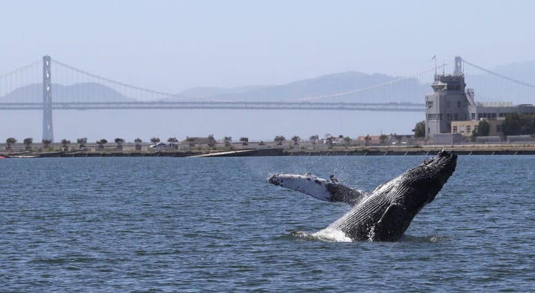 Humpback Whale Swims In Alameda Lagoon Humpback Whale Swims In Alameda Lagoon