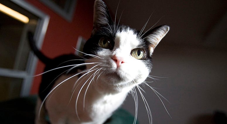 Under SB 573, all shelter animals must be micro-chipped before leaving the facilities Under SB 573, all shelter animals must be micro-chipped before leaving the facilities