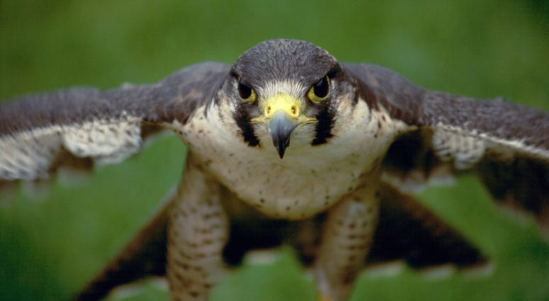Falcon In Flight