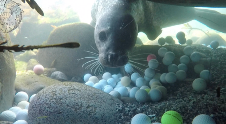 A Monterey Bay Aquarium marine biologist is creating a giant wave sculpted from golf balls into the ocean from the Pebble Beach golf course. A Monterey Bay Aquarium marine biologist is creating a giant wave sculpted from golf balls into the ocean from the Pebble Beach golf course.