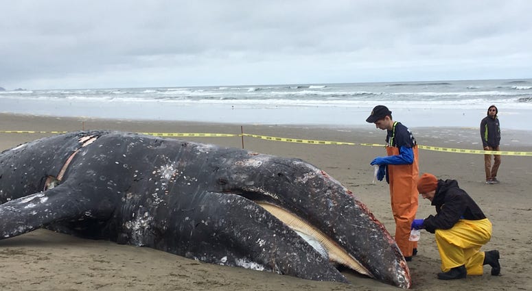 The remains of a gray whale washed up on Ocean Beach in San Francisco and were being examined by marine wildlife officials on May 7, 2019. The remains of a gray whale washed up on Ocean Beach in San Francisco and were being examined by marine wildlife officials on May 7, 2019.